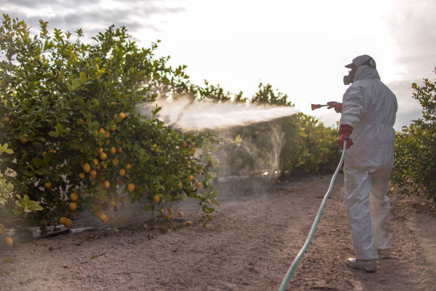 Best Local Pest Control Services  in Greenville, NC