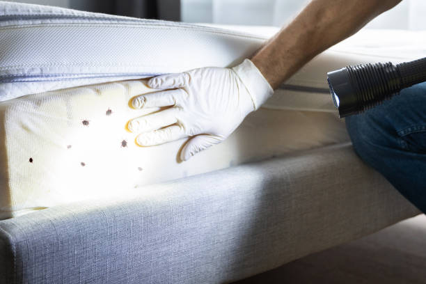 Best Commercial Pest Control Services  in Greenville, NC