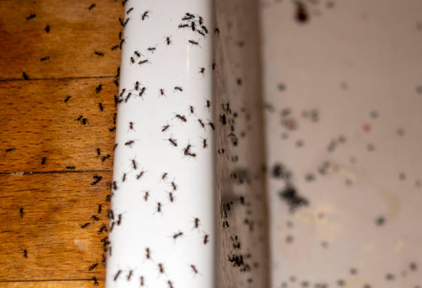 Best Cockroach Control Services  in Greenville, NC