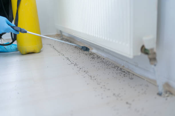 Best Termite Control Services  in Greenville, NC